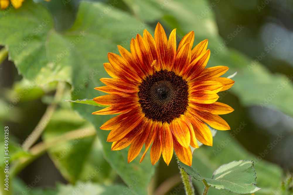 Obraz premium Sunflowers Ready For Harvest In Mid September