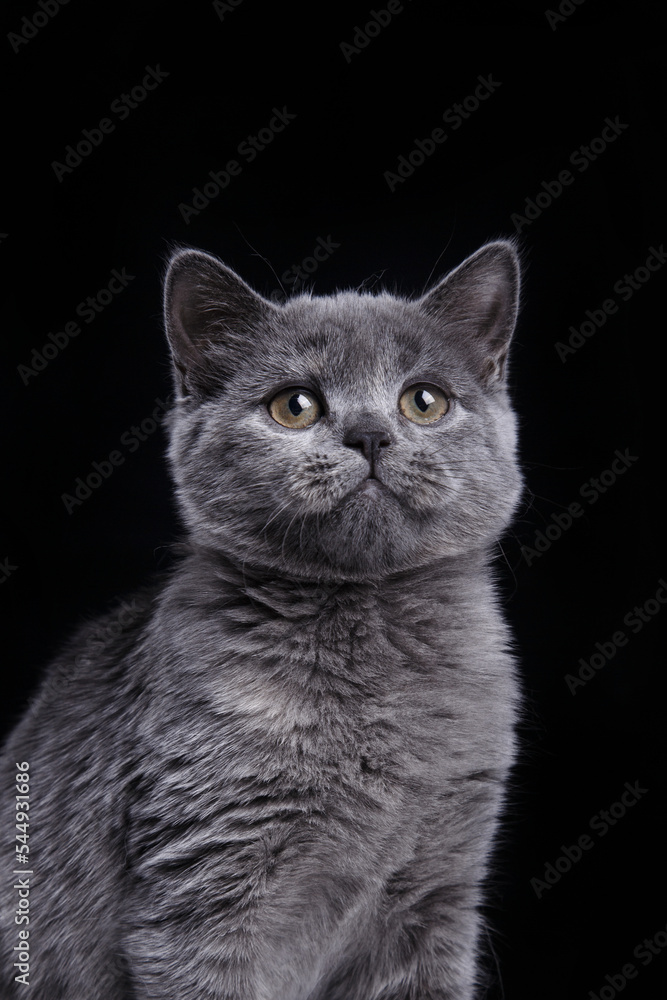 british blue cat on black background. cat portrait in photo studio