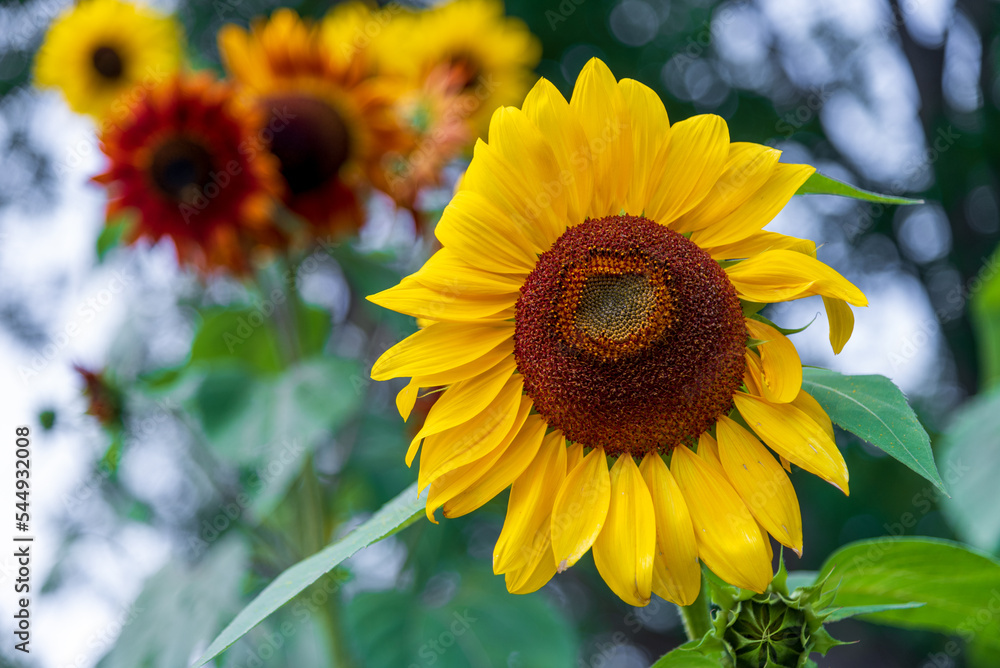 Obraz premium Sunflowers Ready For Harvest In Mid September