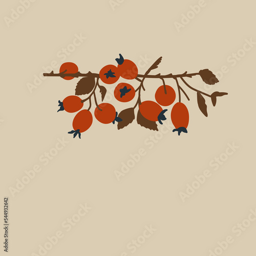 Rosehip berries. Autumn illustration of red berries. Fall harvest. Wild rose herbarium. Botany with an autumn mood.