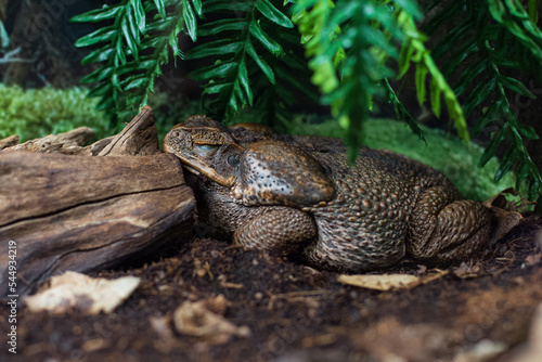 Huge сane toad female (Rhinella marina) sleeping puts its head on a snag photo