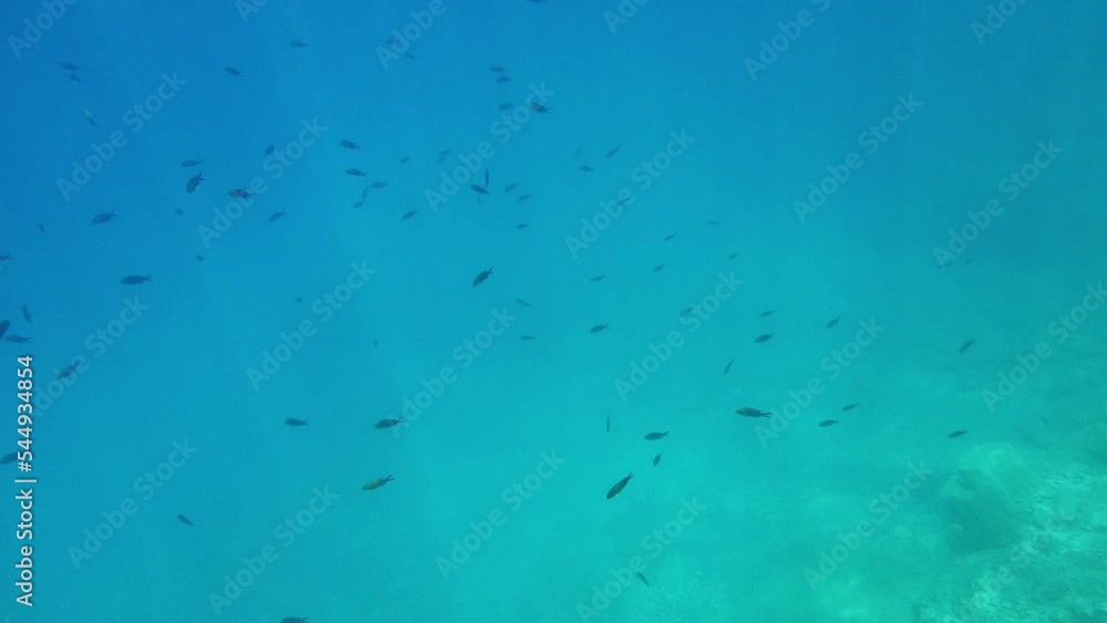 aquatic life in the mediterranean sea aquatic life in the mediterranean sea