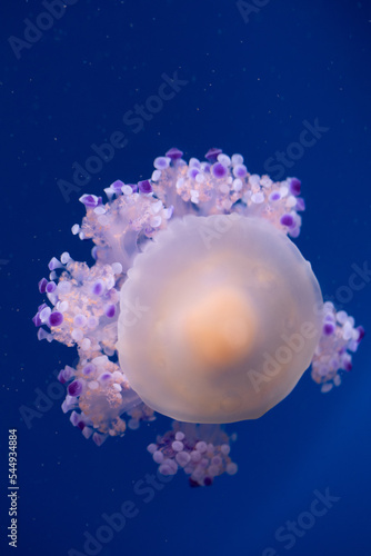 Close-up of fried egg (Cotylorhiza tuberculata) jellyfish, also known as the Mediterranean jellyfish in blue water