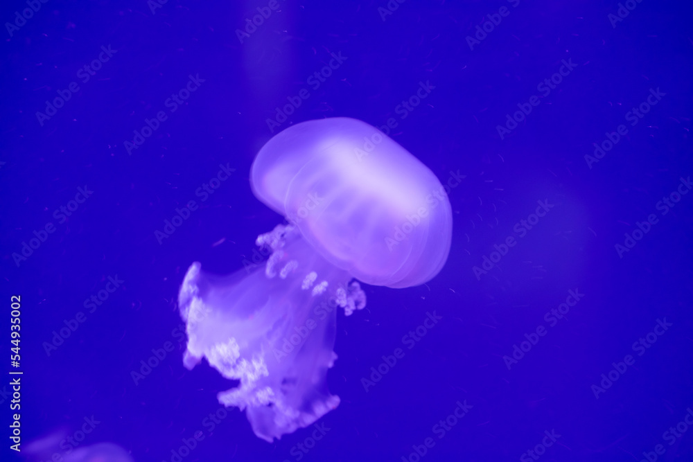 The barrel jellyfish (Rhizostoma pulmo), one of the largest jellyfish