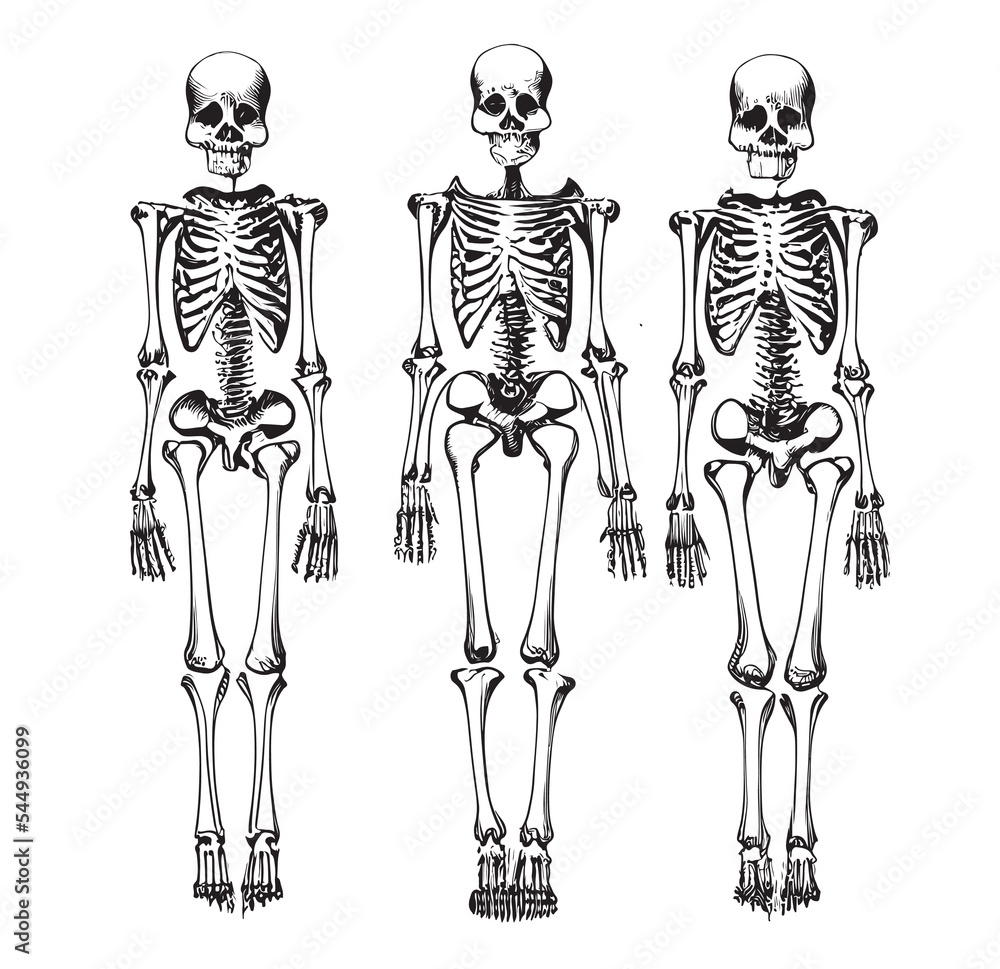 File:Human skeleton front arrows no labels.svg - Wikimedia Commons