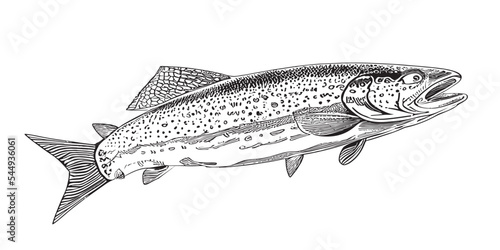 Fish sketch hand drawn in doodle style .Vector illustration.