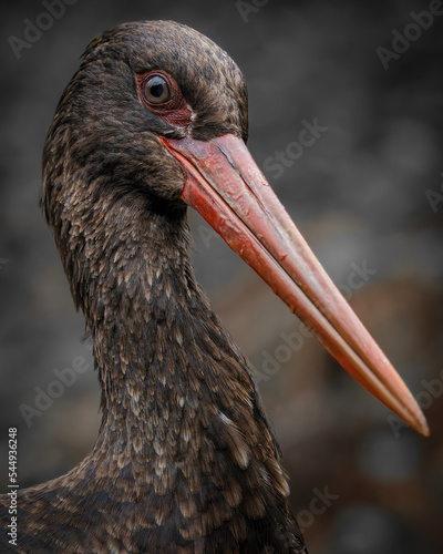 Black Stork (Ciconia nigra) portrait