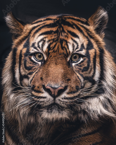 Tiger potrait low key