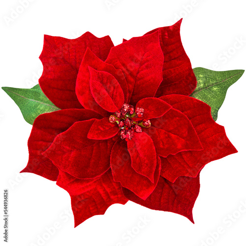 PNG Red Christmas flower poinsettia isolated transparent background photo