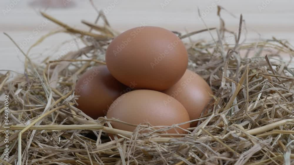 4k Close up hand put down eggs in the nest. 4k Close up hand put down eggs in the nest.