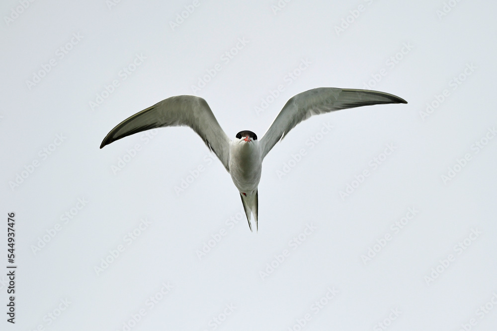 Flussseeschwalbe // Common Tern (Sterna hirundo) Flussseeschwalbe // Common Tern (Sterna hirundo)
