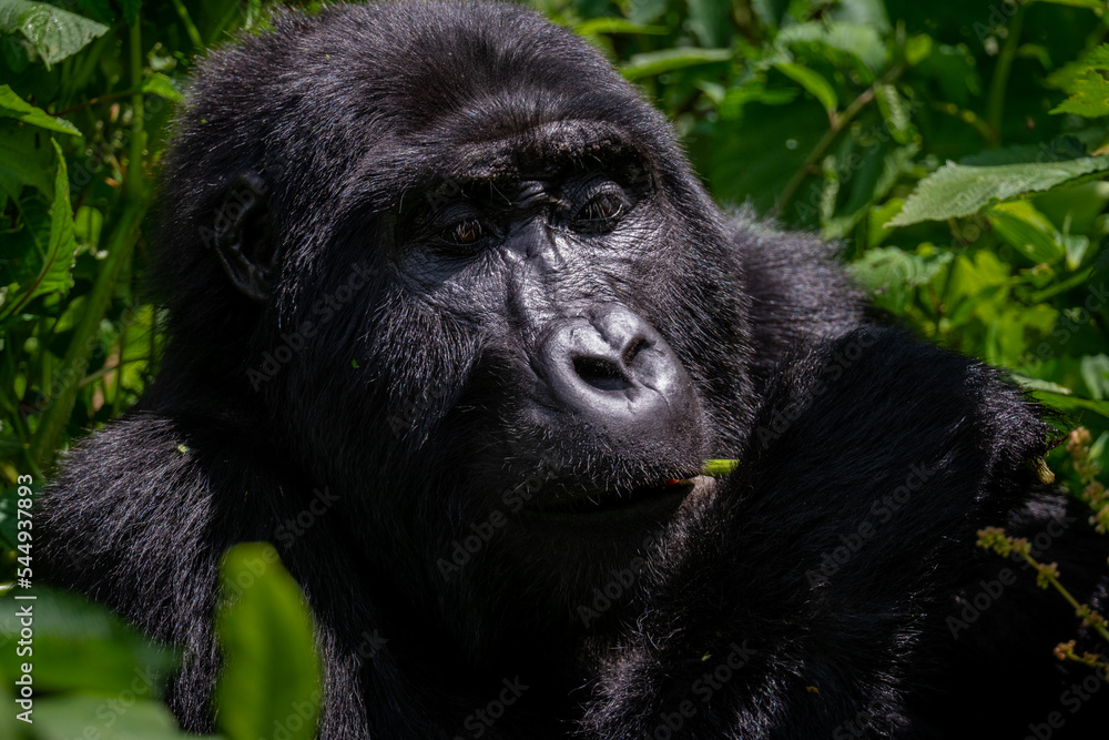 Portrait of a Mountain Gorilla in Bwindi National Forest, Uganda Portrait of a Mountain Gorilla in Bwindi National Forest, Uganda