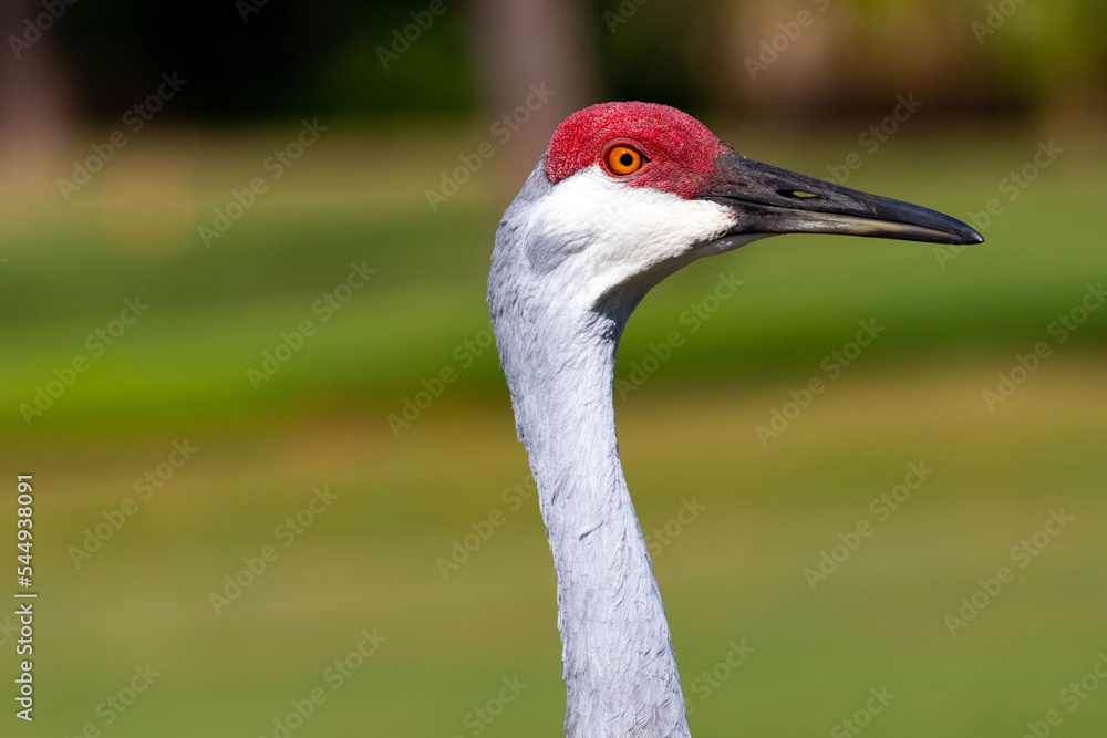 Sandhill crane close up neck and face in profile