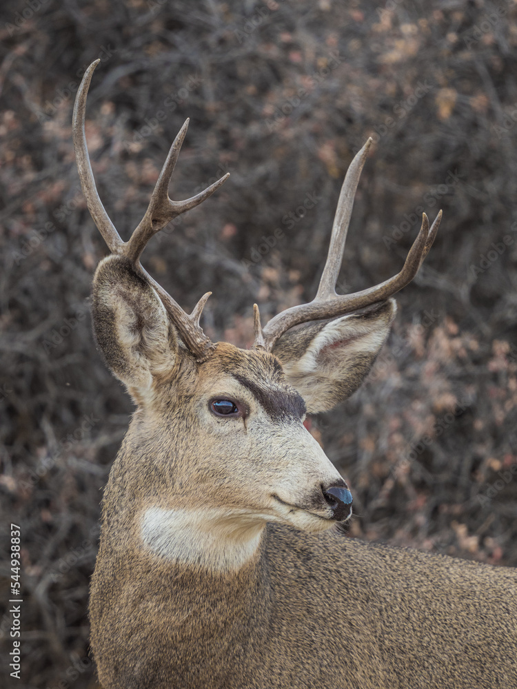 mule deer buck in a meadow