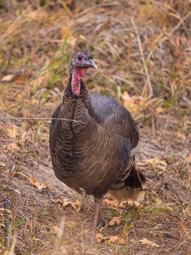 hen turkey in the field