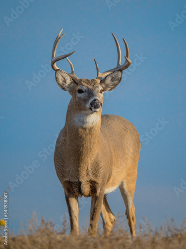 Print op canvas whitetail deer buck in a meadow