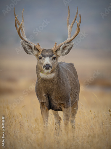 Fotografiet mule deer buck in a meadow