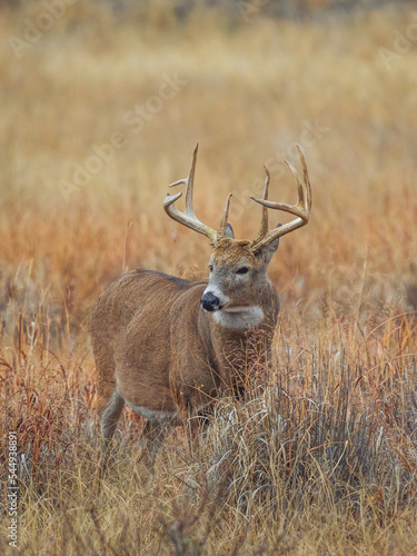 whitetail deer buck in a meadow