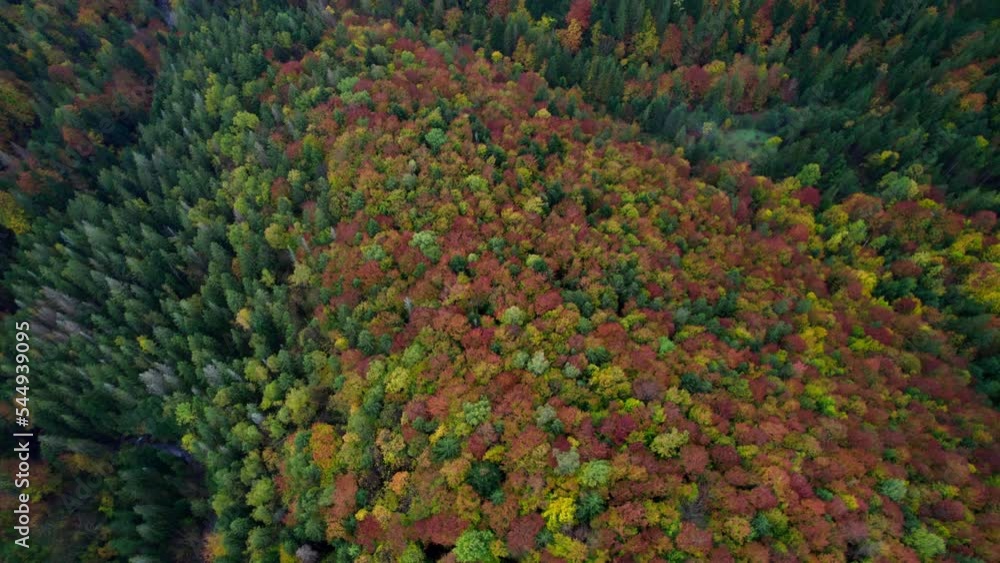 Drone fly over pine trees and yellow treetops. Colorful trees in the wood. Autumn nature forest background. Picturesque autumn landscape. Magical Vivid Forest in Bright Autumn Colors. Top aerial view. Drone fly over pine trees and yellow treetops. Colorful trees in the wood. Autumn nature forest background. Picturesque autumn landscape. Magical Vivid Forest in Bright Autumn Colors. Top aerial view.