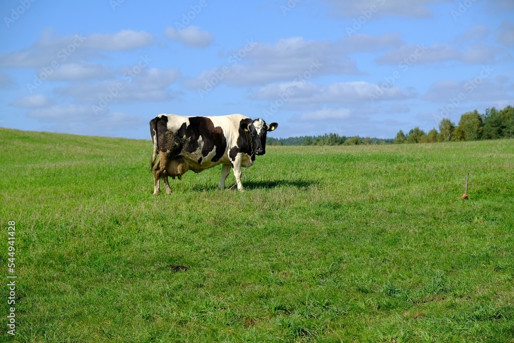 Black and white cow is standing with very large udders filled with milk, it is standing on green meadow and is looking at camera.