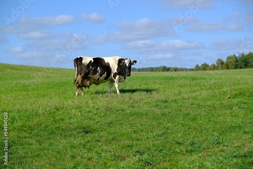 Black and white cow is standing with very large udders filled with milk, it is standing on green meadow and is looking at camera. © Iwona