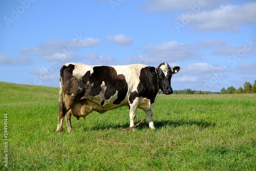 Black and white cow is standing with very large udders filled with milk, it is standing on green meadow and is looking at camera.