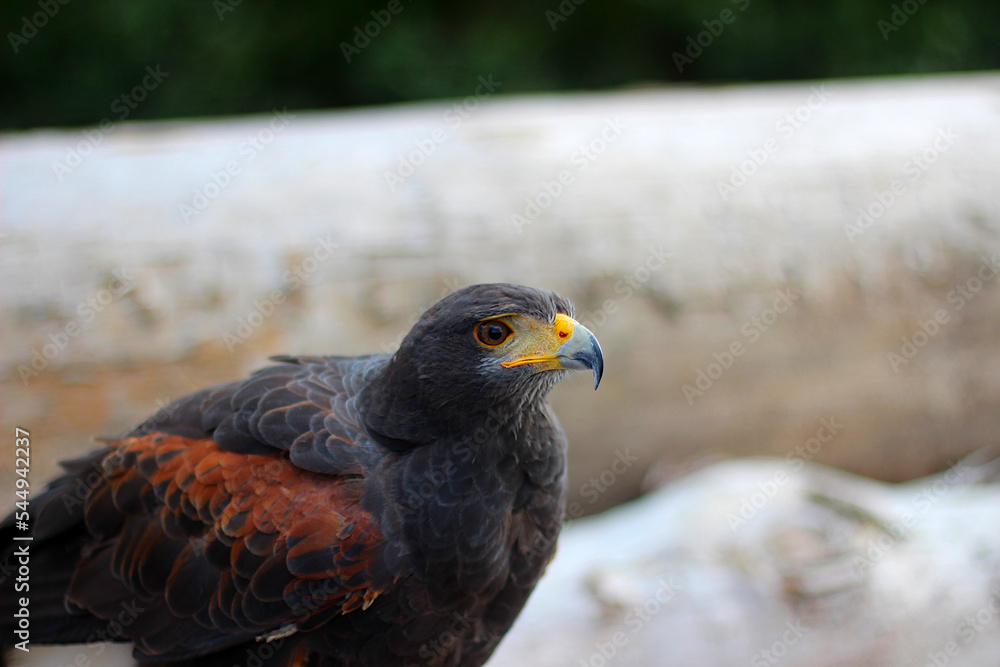 Profilporträt des Bussard vor einem verschwommenen grünen Hintergrund Profilporträt des Bussard vor einem verschwommenen grünen Hintergrund