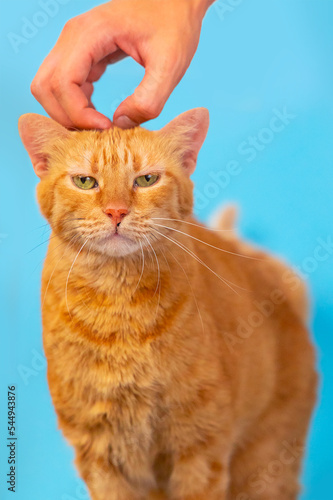 Konstfotografi Angry red cat petting by a person