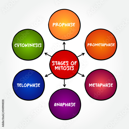 Stages of Mitosis mind map text concept for presentations and reports