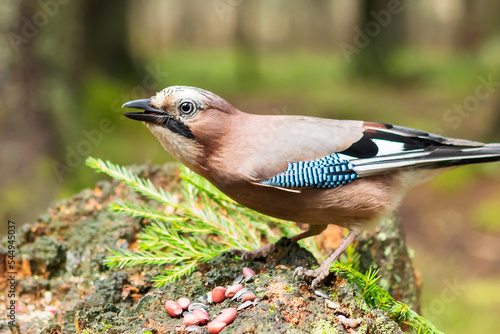 Foto A bird of the genus Jay of the Corvidae family of the Passerine order with bright plumage