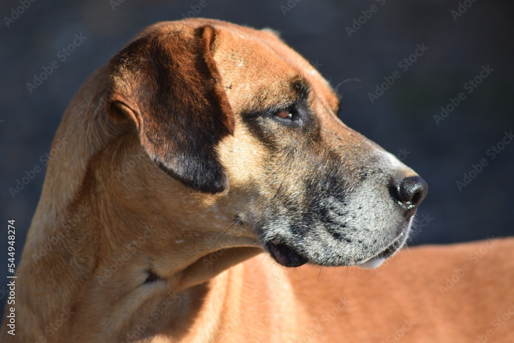 portrait of a dog - Boxer dog in the sun