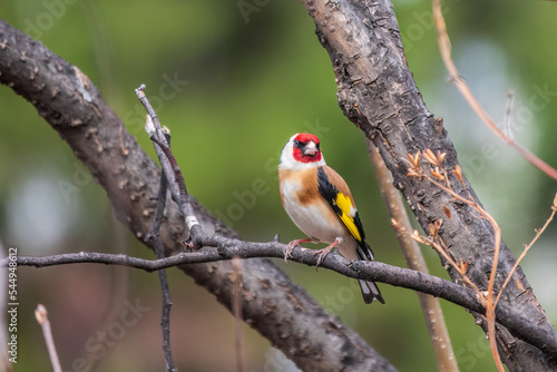 The European goldfinch or simply the goldfinch, Carduelis carduelis, sits on a branch in spring on green background. The European goldfinch in wildlife.