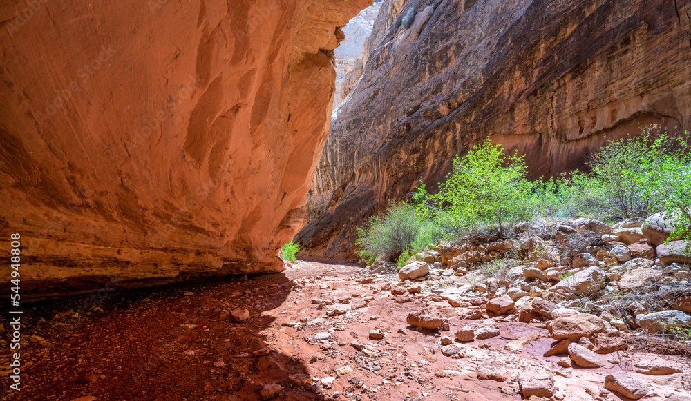 The narrows on the Grand Wash trail, at the Capitol Reef National Park The narrows on the Grand Wash trail, at the Capitol Reef National Park