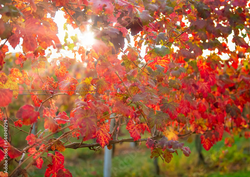 Fototapeta Naklejka Na Ścianę i Meble -   Rows of vineyard with red and yellow orange leaves at sunset.Vine vines in autumn .Lambrusco vineyards Castelvetro, Modena province, Emilia Romagna, Italy.