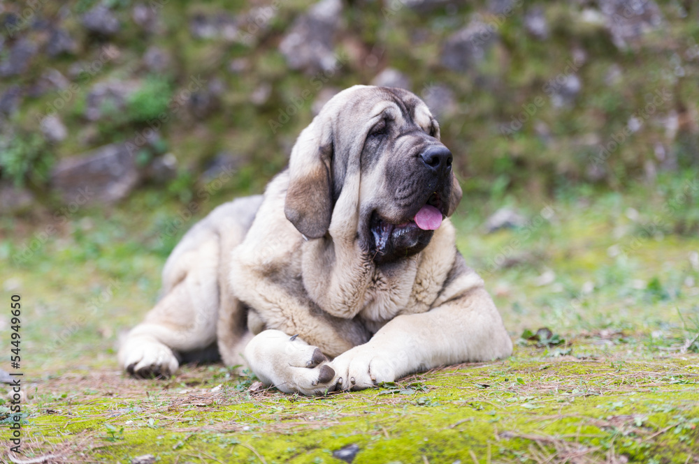 Spanish mastiff purebred dog with cub color coat standing on the grass