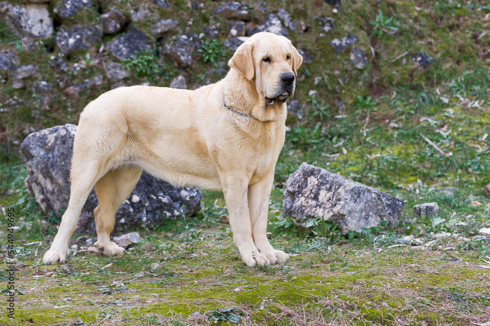 Spanish mastiff purebred dog with yellow color coat standing on the grass Spanish mastiff purebred dog with yellow color coat standing on the grass