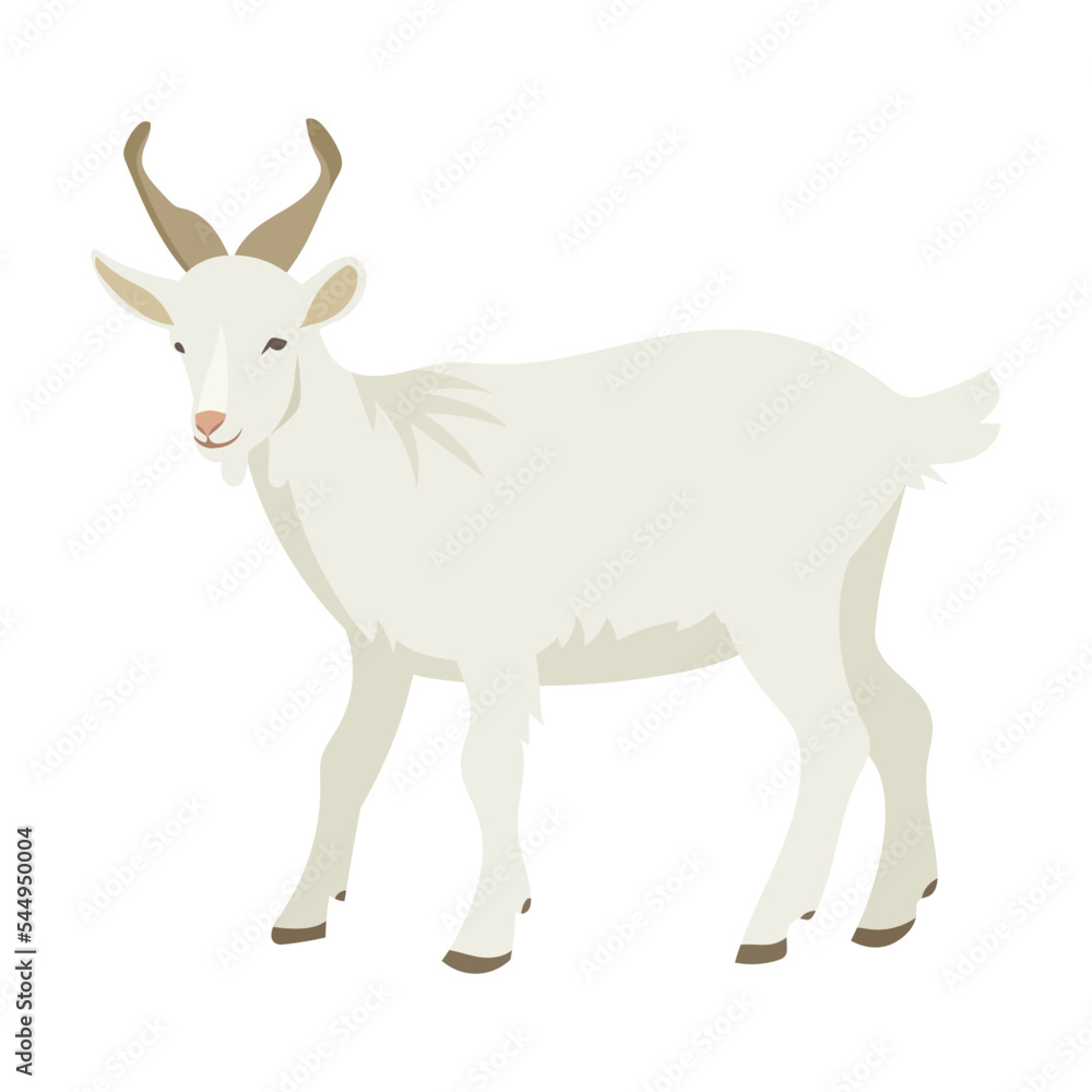 Fluffy horned goat. Cartoon domestic animals vector illustration. Farm animal goat isolated on white background. Domestic animals, pets, farming, concept