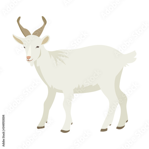 Fluffy horned goat. Cartoon domestic animals vector illustration. Farm animal goat isolated on white background. Domestic animals, pets, farming, concept