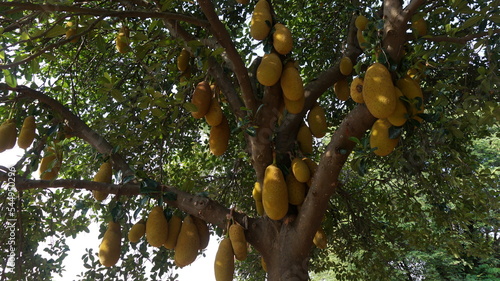 Jackfruit, jackfruit loaded with beautiful jackfruit with incredible texture Jackfruit still on the tree. The jackfruit (Artocarpus heterophyllus), also known as jack tree. It is well-suited to tropic photo