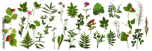  botanical set. Herbarium of various plants on a transparent background. Freshly cut plants. Forest flowers, herbs, berries.