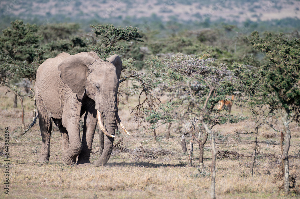 Fototapeta premium elephants in the savannah