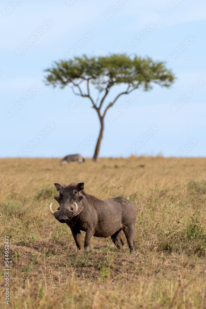 Obraz premium warthog in the savannah