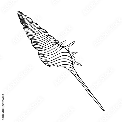 Seashell sketch. Clamshell. Vector graphics.