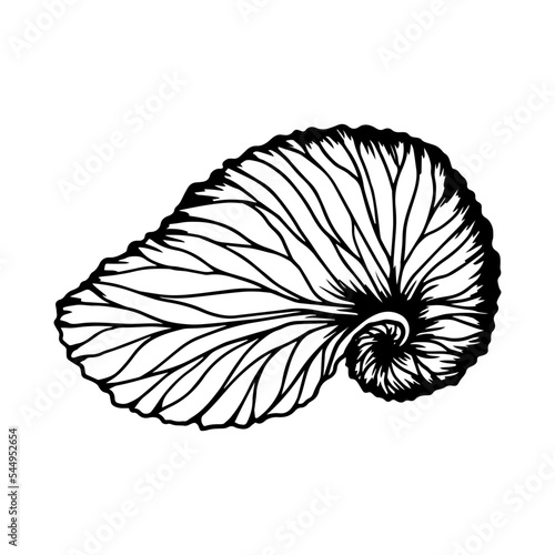 Fotografie, Tablou Seashell sketch. Clamshell. Vector graphics.