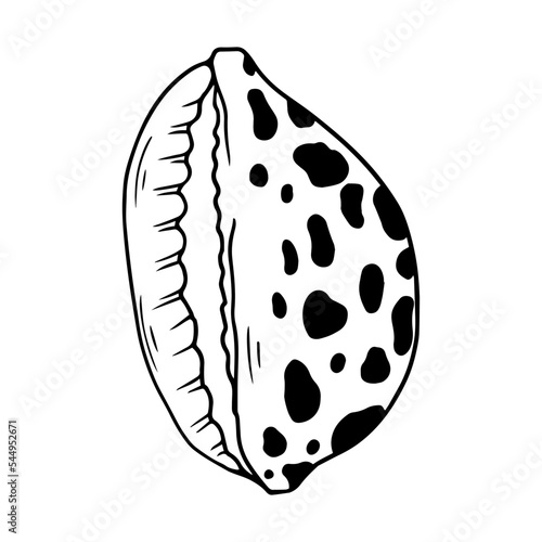 Seashell sketch. Clamshell. Vector graphics.