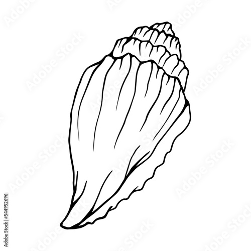 Seashell sketch. Clamshell. Vector graphics.