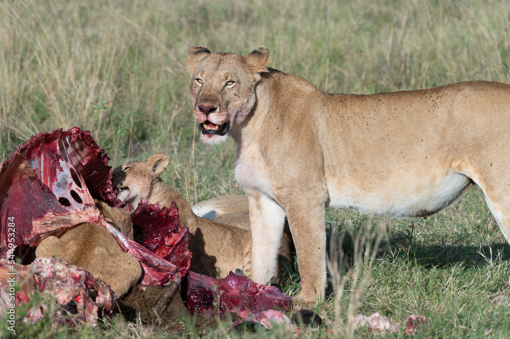 Obraz premium lioness and cub