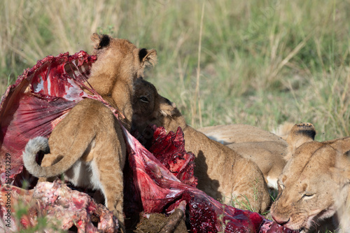 Canvas Print lion cub and lioness