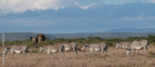 Canvas Print zebra and elephant on savannah