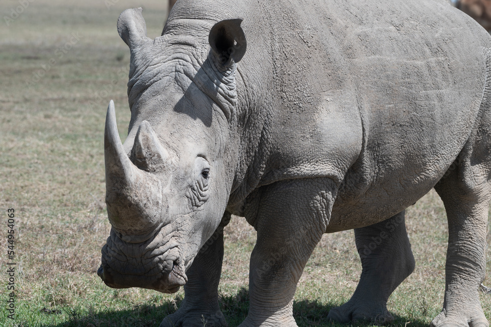 Obraz premium rhino